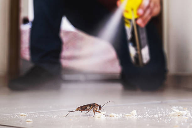 Trusted Erwin, TN Pest Control Experts